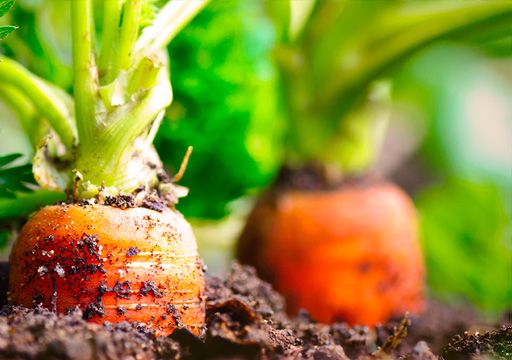 produit bio exofood tomate legume europe certifie ecocert origine courgette potirons